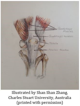 Illustration of the knee