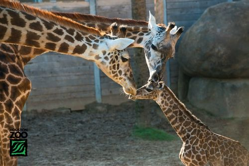 2 adults and a baby giraffe